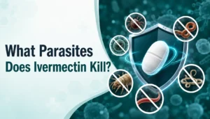 What parasites does ivermectin kill? Illustration showing common parasitic infections treated with ivermectin, including roundworms, scabies mites, and lice.